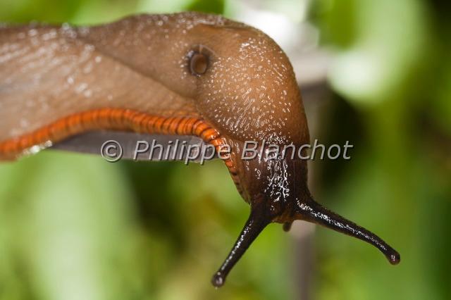 arion rufus 2.JPG - Grosse limace rougeArion rufusRed slugGastéropodes, ArionidésPyrénées Atlantiques, France